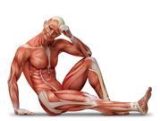 How Muscles Get Energy from Food